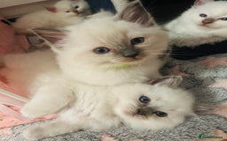 Ragdoll cats for sale: Ragdoll kittens  - Image 19