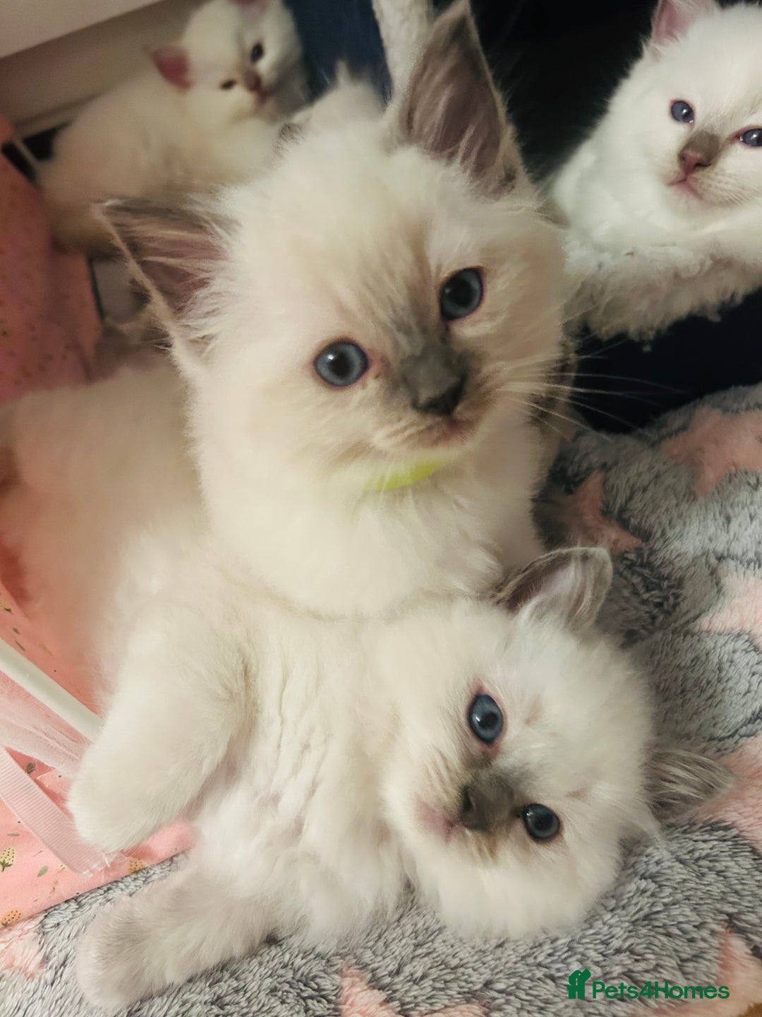 Ragdoll cats for sale: Ragdoll kittens  - Image 19