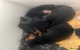 Miniature Dachshund dogs for sale: Stunning miniature dachshund  - Image 9