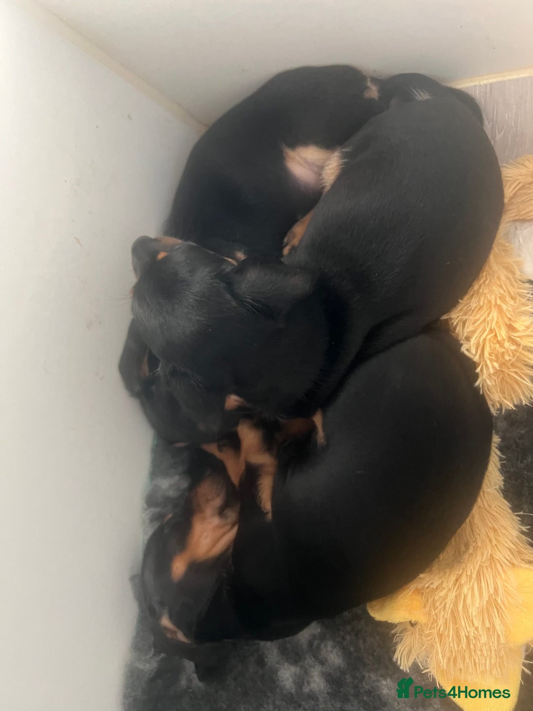 Miniature Dachshund dogs for sale: Stunning miniature dachshund  - Image 9