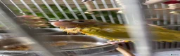 Conures birds for sale: Free flight trained baby conure  in Bolton - Advert 2