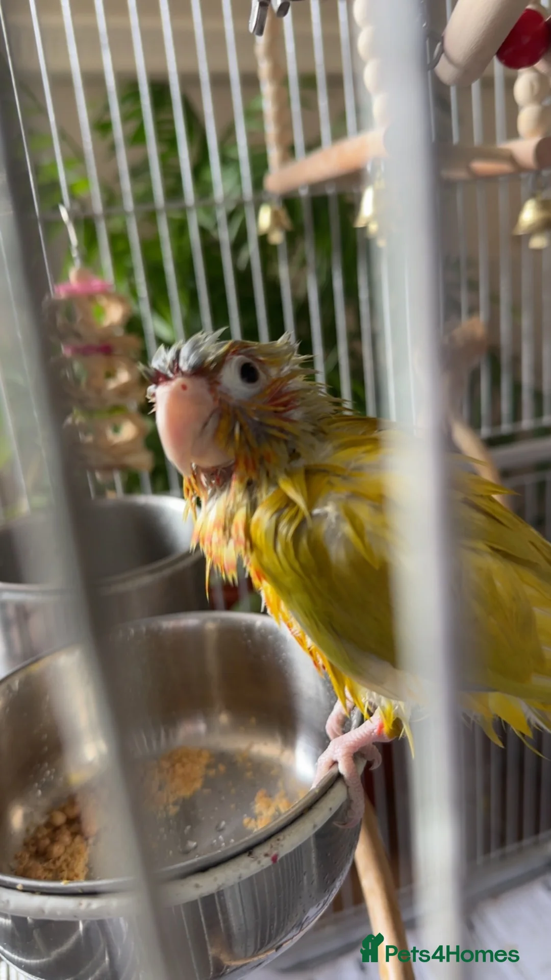 Conures birds for sale: Free flight trained baby conure  in Bolton - Advert 2