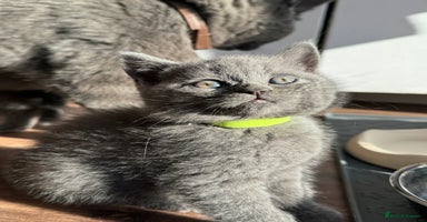 Scottish Fold cats - Advert 16