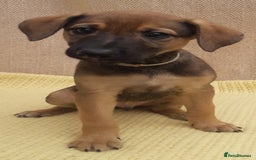 Lurcher dogs for sale: Lurcher puppies for sale.  - Image 13