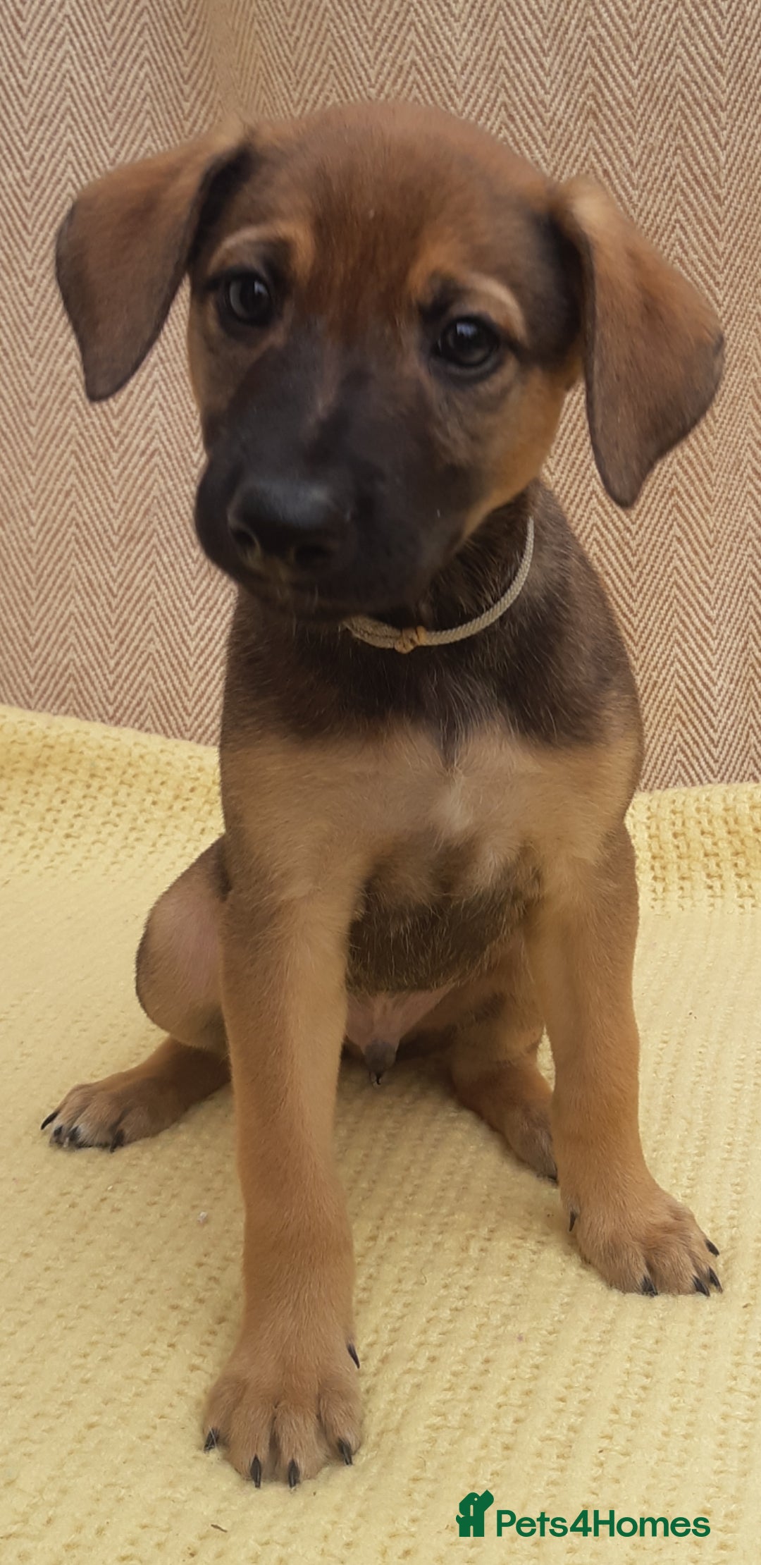 Lurcher dogs for sale: Lurcher puppies for sale.  - Image 13