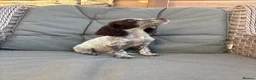 Cocker Spaniel dogs for sale: 3 cocker spaniels (council licensed breeders) - Advert 12