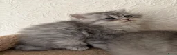 Scottish Fold cats for sale: Adorable Scottish Fold Kittens  - Advert 24