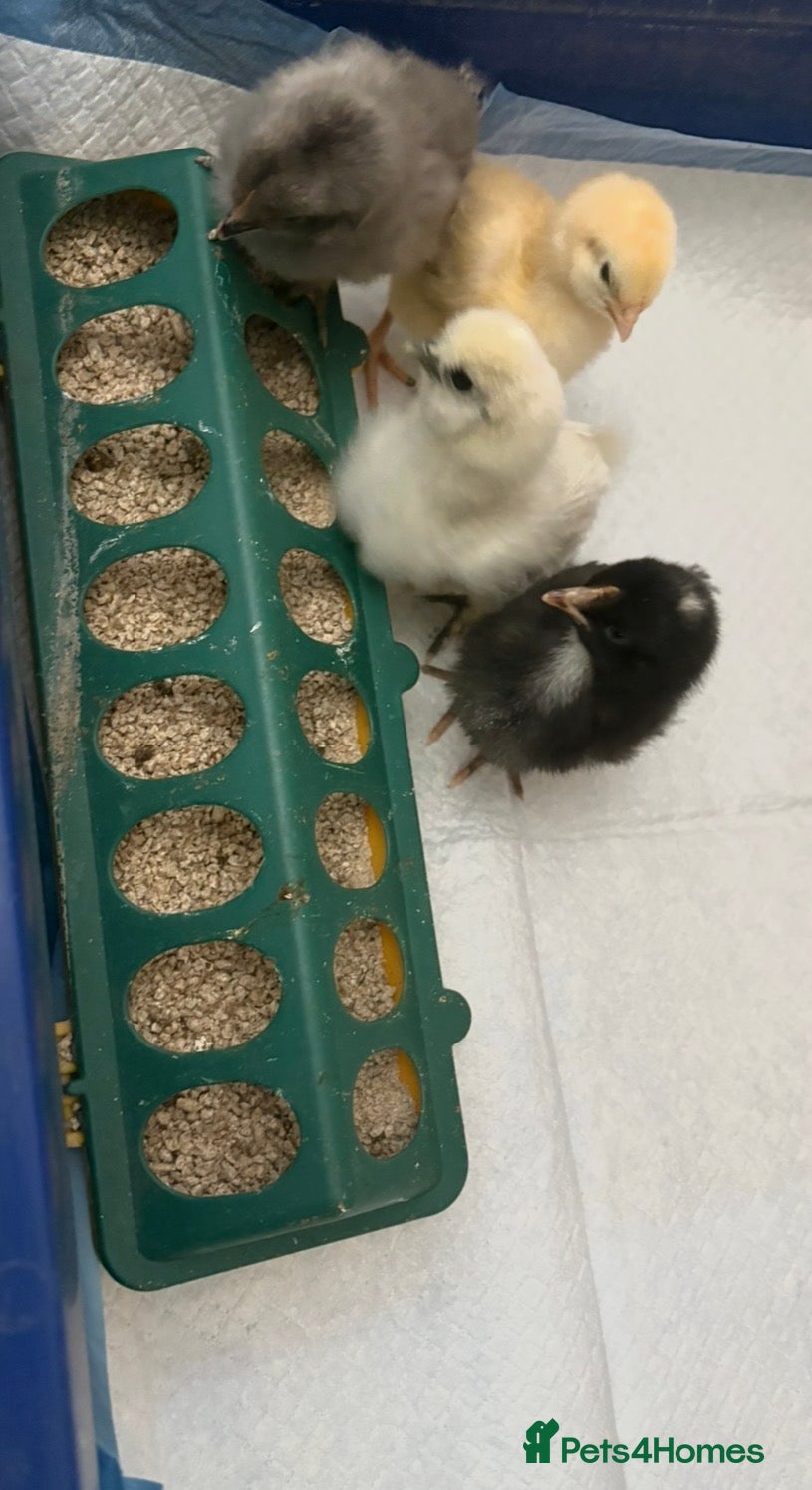 Chickens poultry Unsexed cross breed chicks - Advert 16