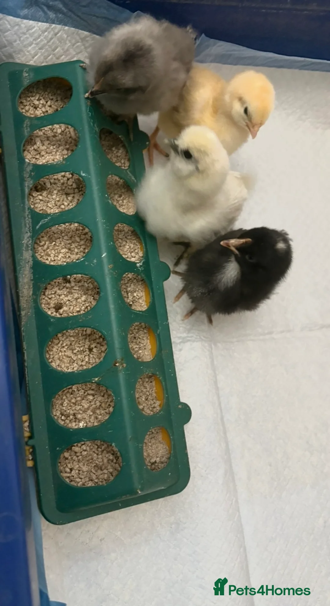 Chickens poultry for sale: Unsexed cross breed chicks - Advert 1