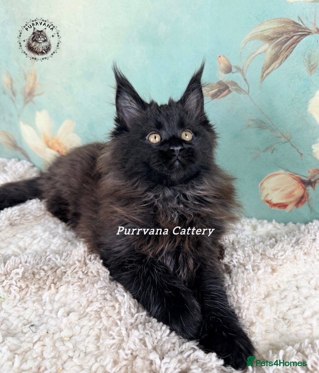 Maine Coon cats for sale: TICA registration Adorable Maine coon kittens - Advert 9