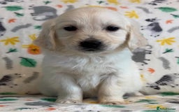 Golden Retriever dogs for sale: Beautiful golden retriever puppies for sale  - Image 19