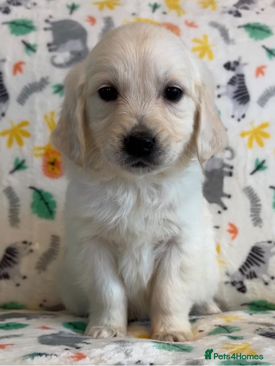 Golden Retriever dogs for sale: Beautiful golden retriever puppies for sale  - Image 19