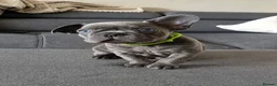 French Bulldog dogs for sale: 4 boys and 1 girl left. KC French Bulldog Puppies - Advert 27