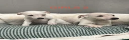 Whippet dogs for sale: Top Quality KC Reg Cream/white Whippet Puppies - Advert 6