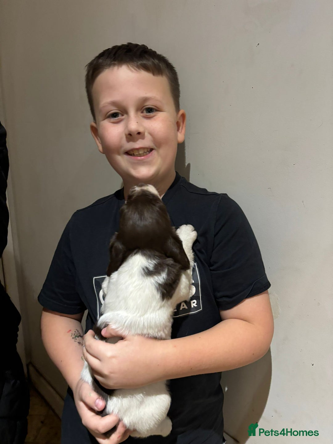 Mixed Breed dogs for sale: Mixed spaniels  - Advert 15