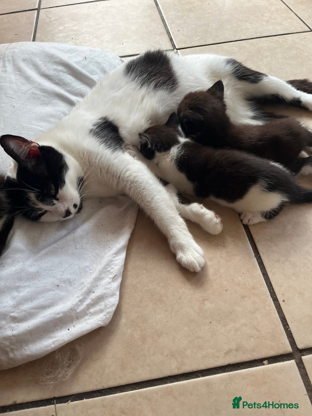 Mixed Breed cats for sale: Kittens - Image 3