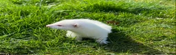 Ferret rodents for sale: Ferret for sale  - Advert 1