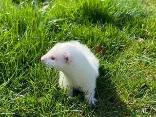 Ferret rodents Ferret for sale - Advert 2