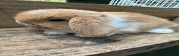 Mini Lop rabbits for sale: MINI LOP BUNNIES - PEDIGREE  - Advert 16