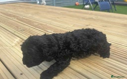 Mixed Breed dogs for sale: Stunning jackapoo x cocapoo puppies - Image 7