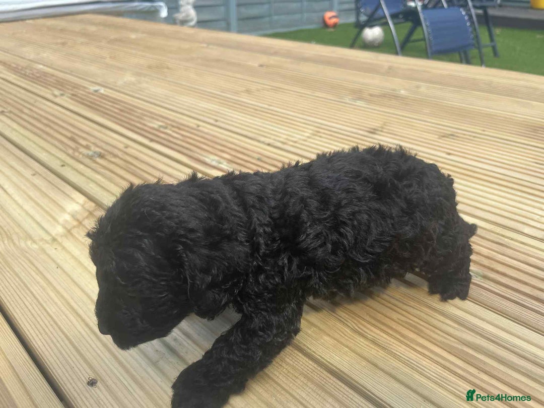Mixed Breed dogs for sale: Stunning jackapoo x cocapoo puppies - Image 7