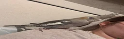 Cockatiels birds for sale: Baby cockatiel  - Advert 3