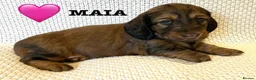 Dachshund dogs for sale: 5 KC Standard Long Hair Dachshunds - Advert 17