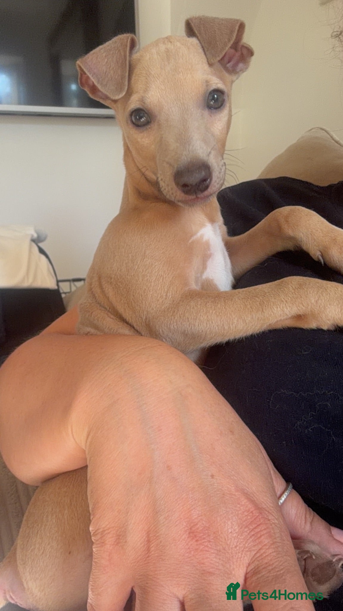 Italian Greyhound dogs Italian greyhound boy puppy - Advert 2