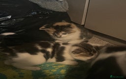 Mixed Breed cats for sale: 5 beautiful kittens  - Image 1