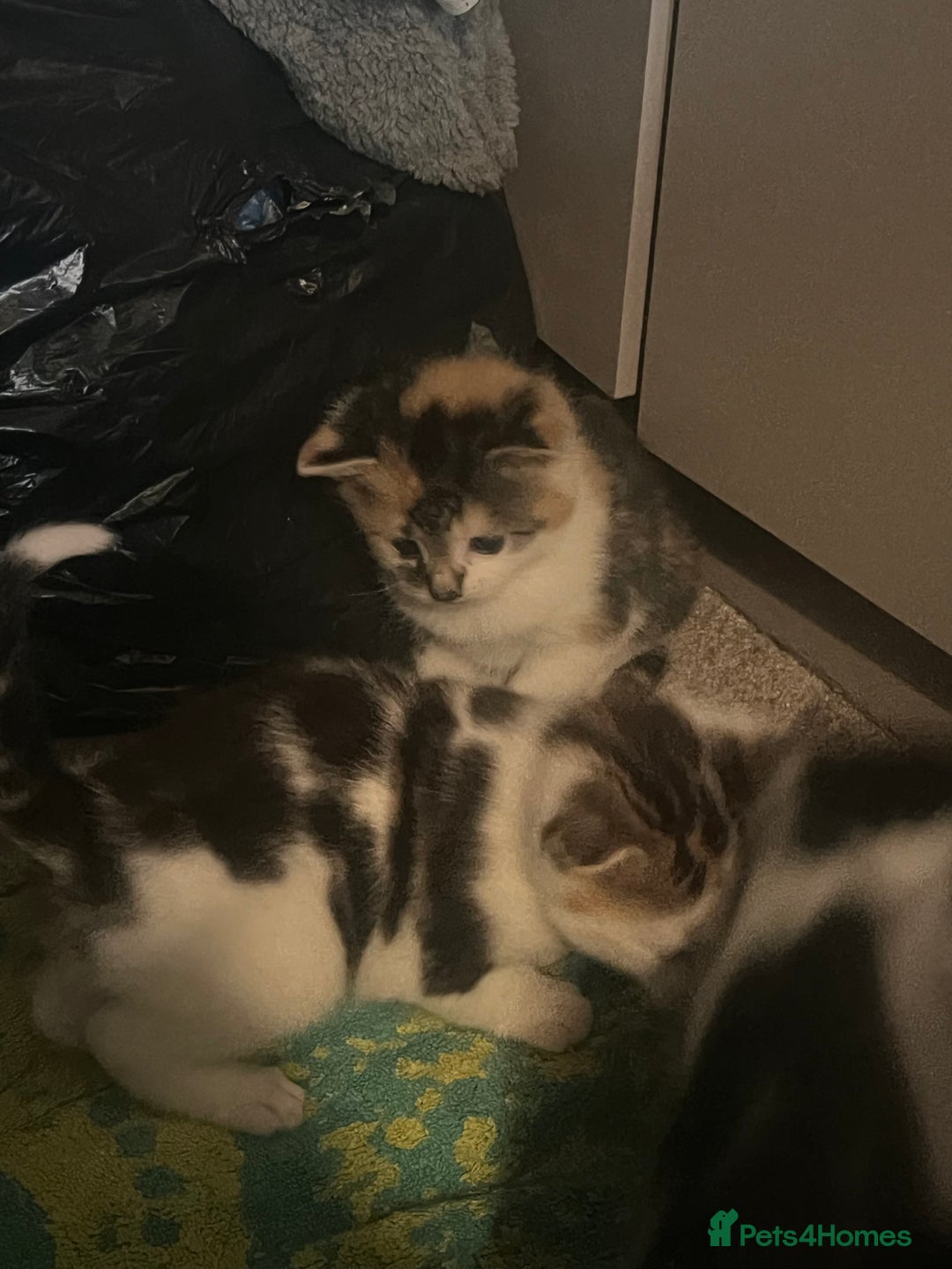 Mixed Breed cats for sale: 5 beautiful kittens  - Image 1