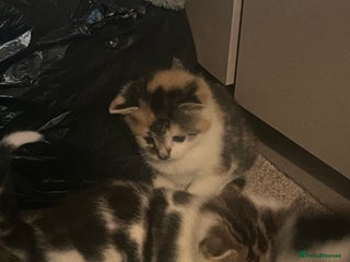 Mixed Breed cats - Advert 14
