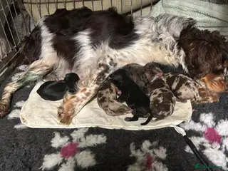 Cavapoo dogs F1B Cavapoos - Advert 1