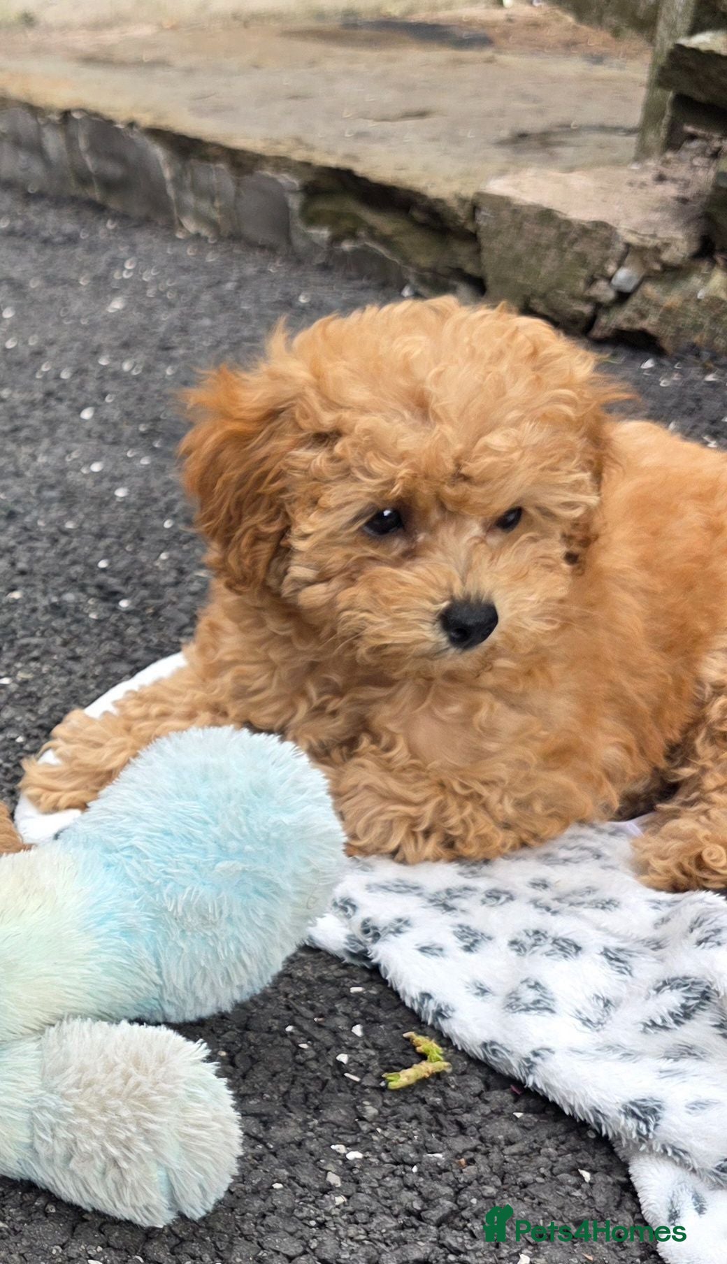 Toy Poodle dogs Toy poodle puppies for sale - Advert 12