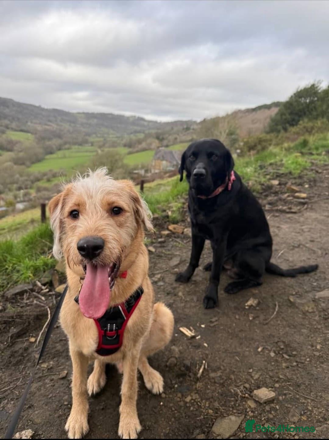 Mixed Breed dogs Crowley – Loving Lab×GWP Seeking Experienced Home - Advert 2