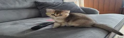 British Shorthair cats for sale: Golden British babies - Advert 21
