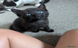 Mixed Breed cats for sale: Beautiful boy kittens - Image 5
