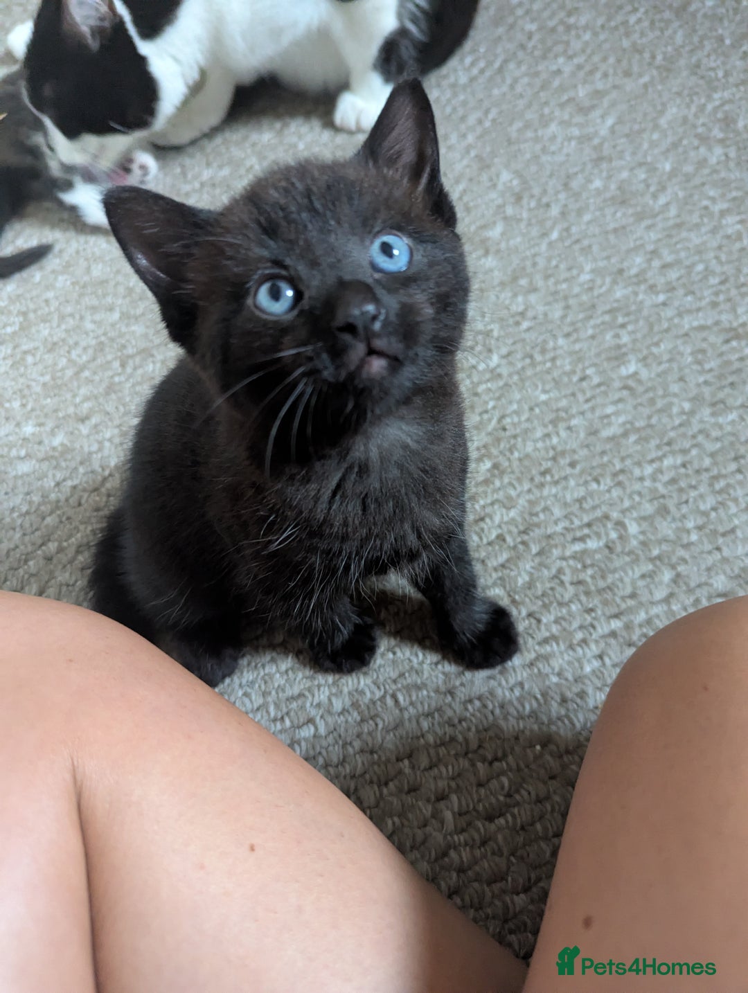 Mixed Breed cats for sale: Beautiful boy kittens - Image 5