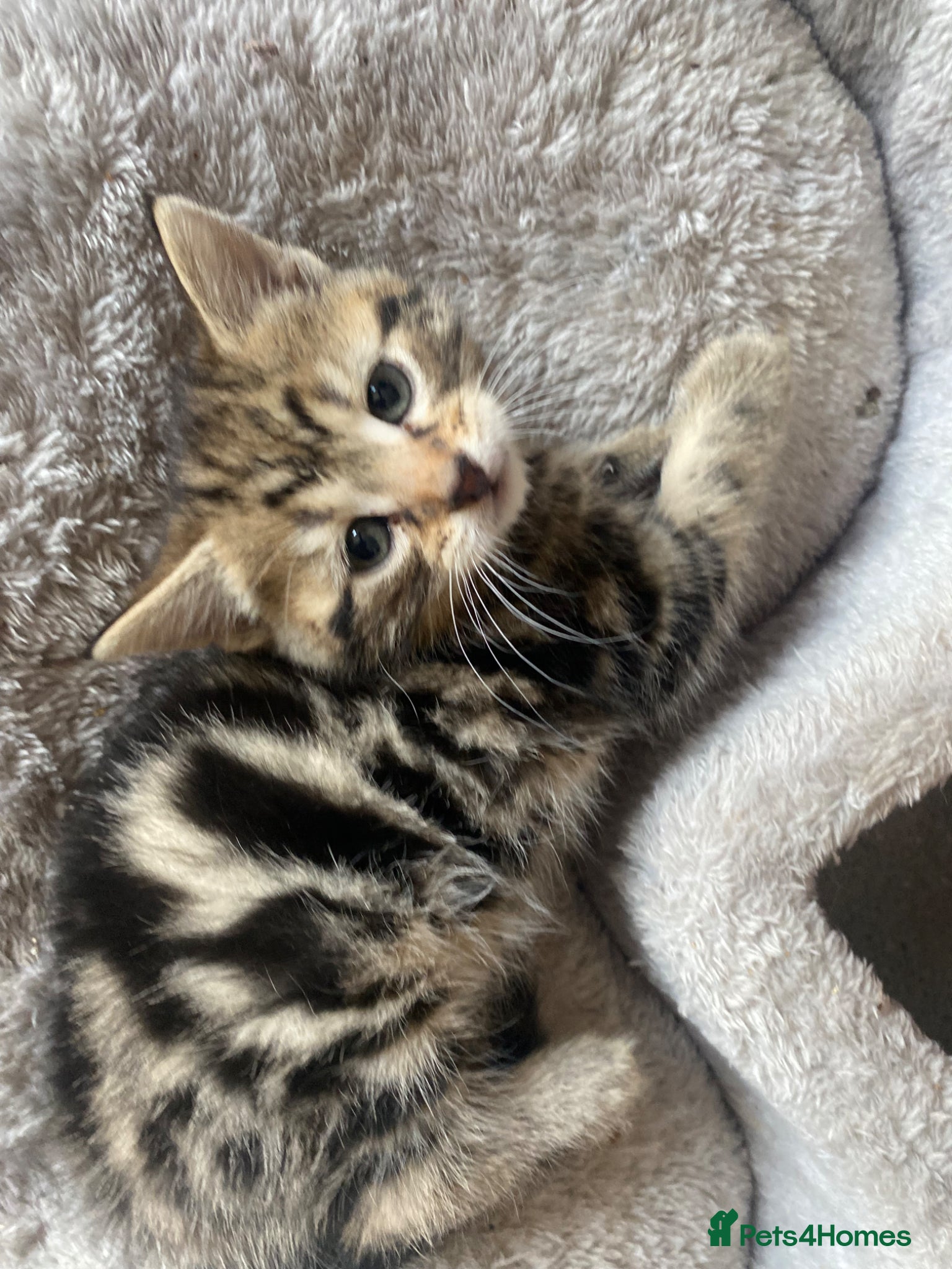 Mixed Breed cats 🐾 Stunning 8 week old kittens 🐾 - Advert 1