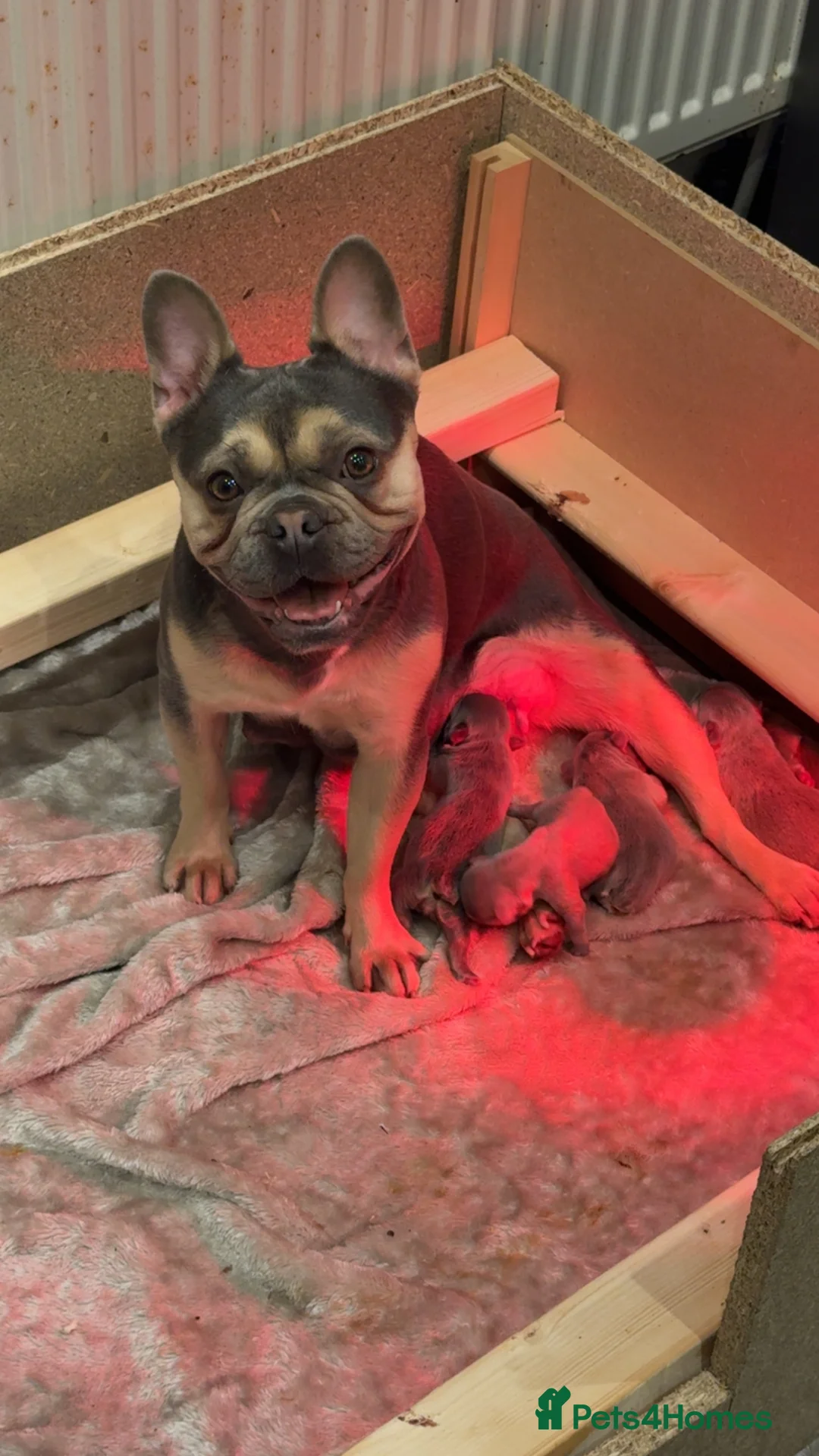 French Bulldog dogs for sale: Fluffy & Mixed French Bulldogs in Bishop Auckland - Advert 1
