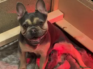 French Bulldog dogs Fluffy & Mixed French Bulldogs - Advert 11