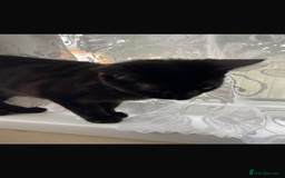 Bombay cats for sale: black cat  - Image 1