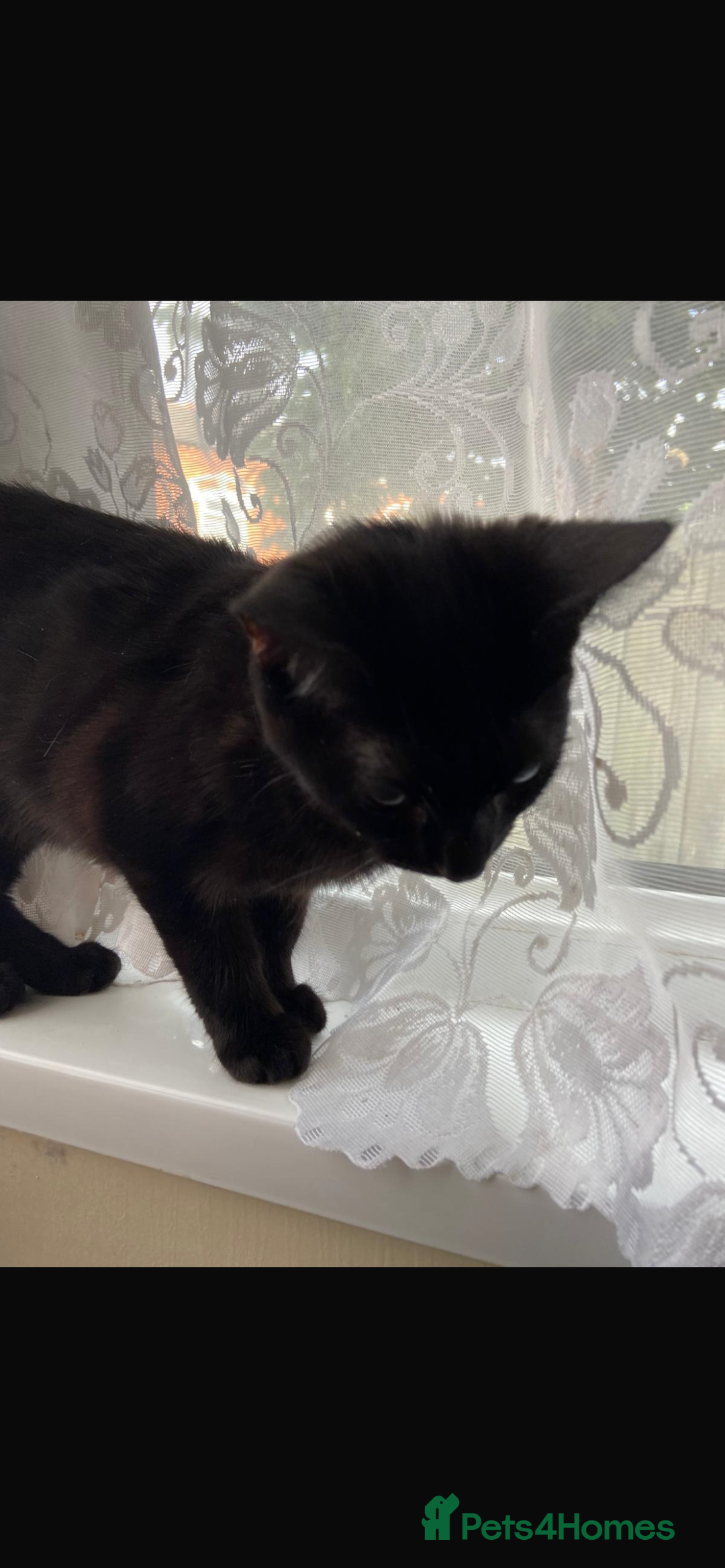 Bombay cats for sale: black cat  - Image 1