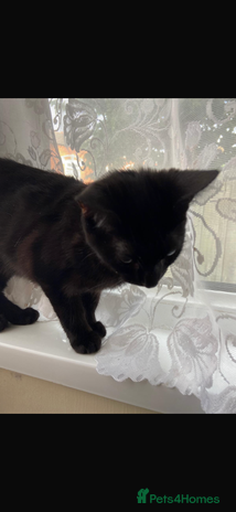 Bombay cats - Advert 1