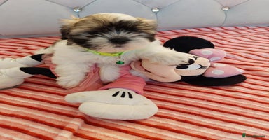 Shih Tzu dogs - Advert 16