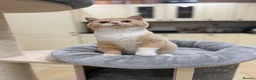 British Shorthair cats for sale: READY NOW - REGISTERED FULL PEDIGREE BSH KITTENS - Advert 26