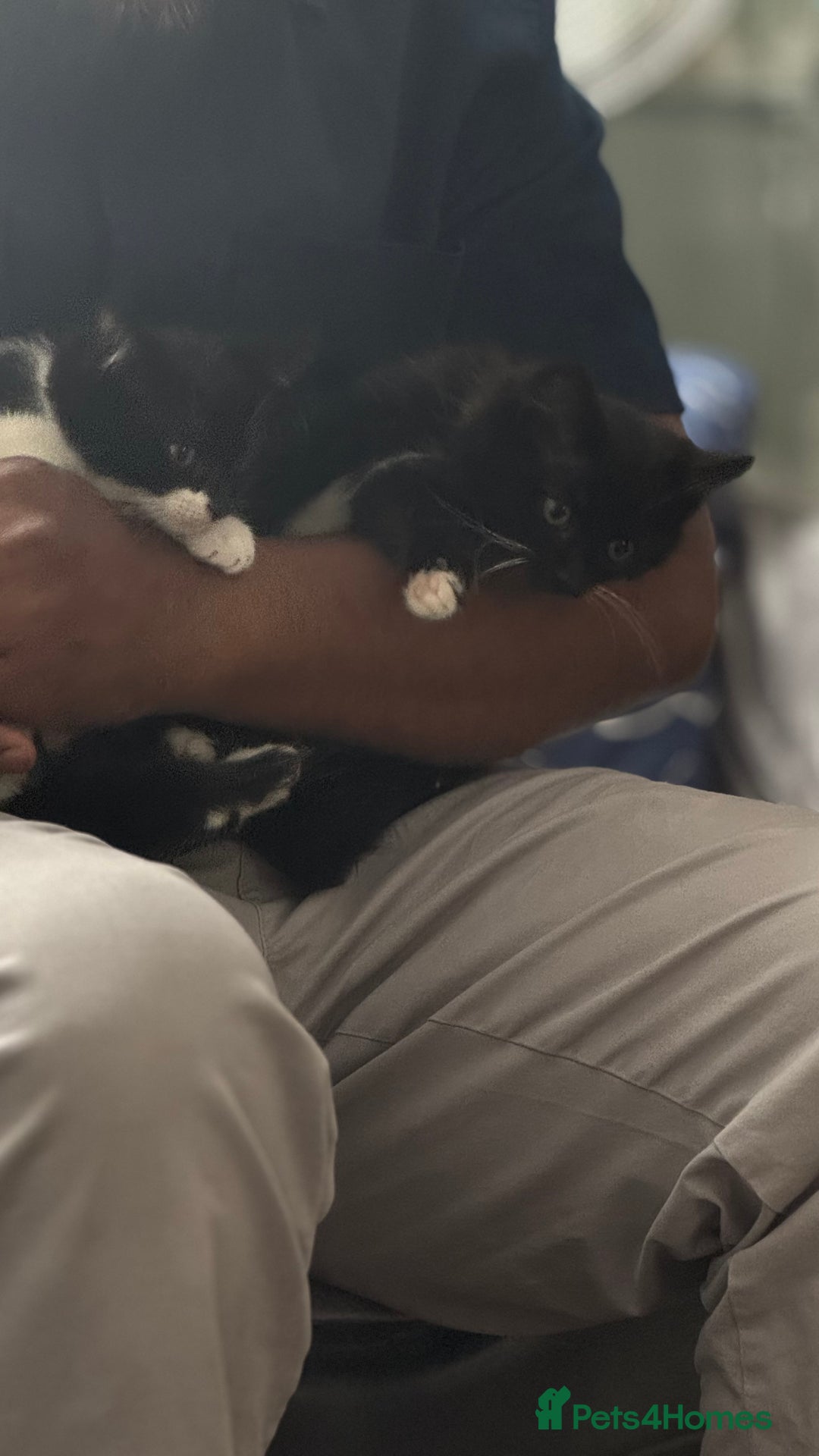 Mixed Breed cats for sale: 3 beautiful mixed breed kittens - Image 4