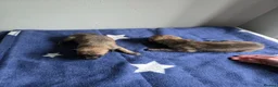 Whippet dogs for sale: Kc whippets for sale - Advert 2