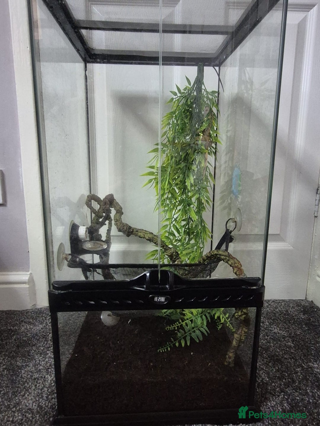 Gecko reptiles for sale: Male Crested Gecko Plus Exo Terra - Advert 4