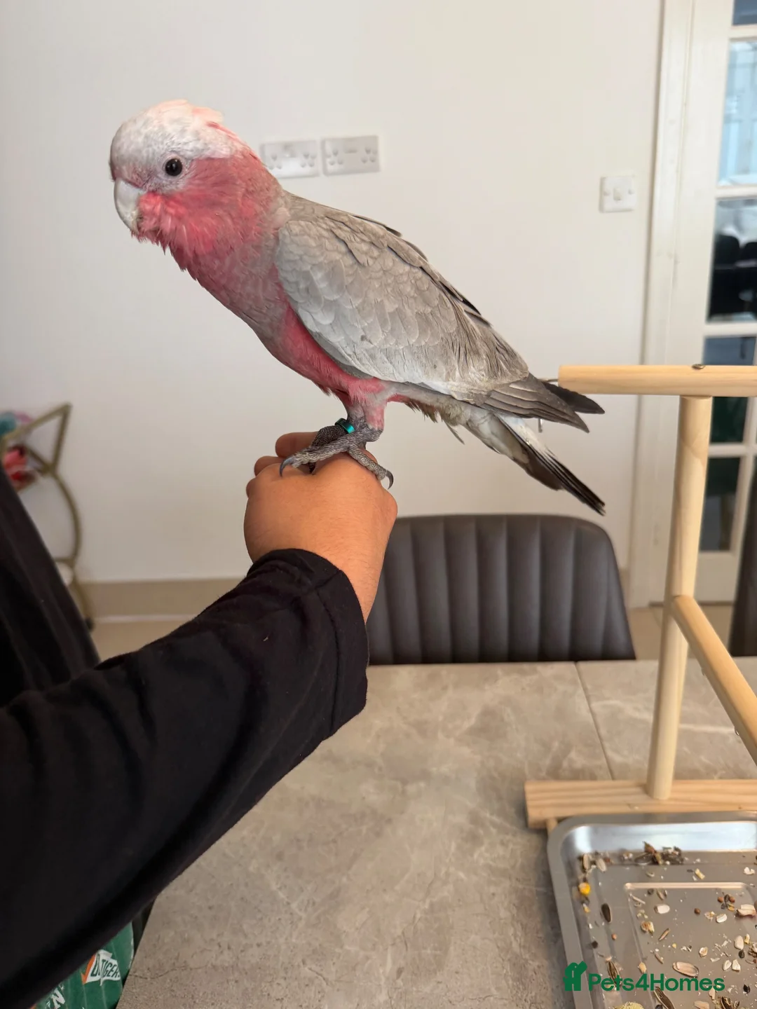 Ringnecks birds for sale:  Baby Ringnecks, Baby Quakers, Baby Galah cockatoo - Advert 1