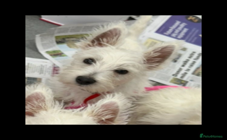West Highland Terrier dogs - Advert 2